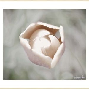 Pale Blossom